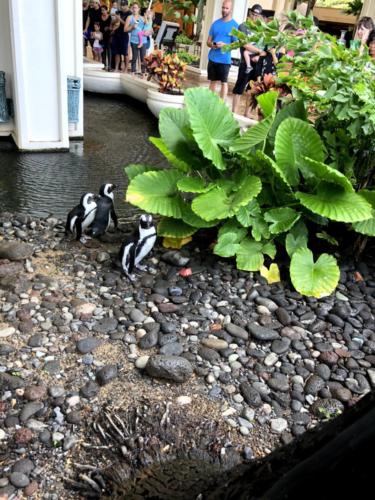 John & Kristen Schils Hawaii 2018