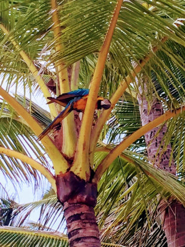 John & Kristen Schils Hawaii 2018